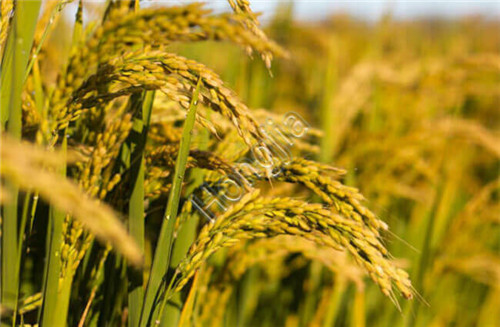 rice_mill_machine_in_philippines