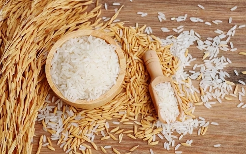 Rice processing plant engineering